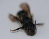 Osmia brevicornis
